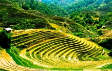 言葉を失うほど美しい、四季折々の「ベトナム棚田絶景」