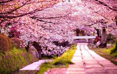 Đà Nẵng: Tổ chức lễ hội hoa Anh Đào 2016?