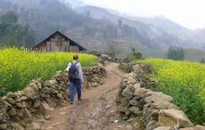 Cánh đồng hoa cải vàng tuyệt đẹp ở bản Cát Cát thu hút du khách đến Sa Pa