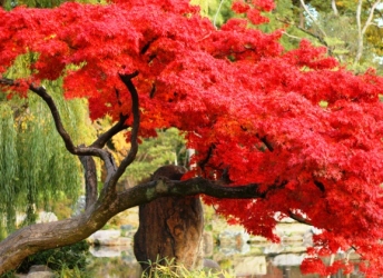 KYUSHU - NHẬT BẢN ~ Điểm đến lý tưởng mùa lá đỏ BEPPU – KUMAMOTO- FUKUOKA