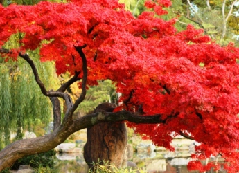 KYUSHU - NHẬT BẢN ~ Điểm đến lý tưởng mùa lá đỏ BEPPU – KUMAMOTO- FUKUOKA