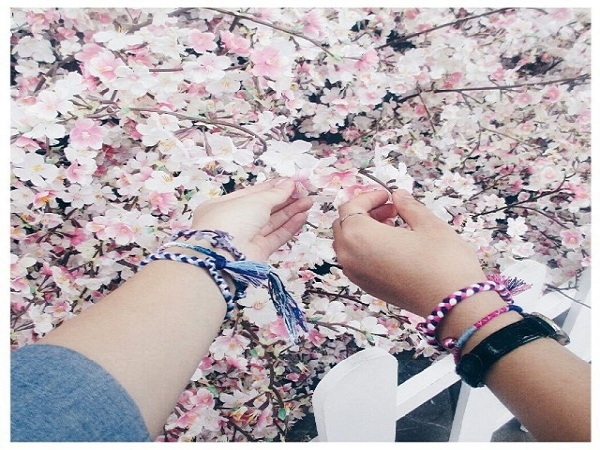 Đ&agrave; Nẵng: Tổ chức lễ hội hoa Anh Đ&agrave;o 2016?