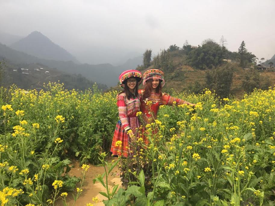 canh dong hoa cai vang thu hut du khach den sa pa